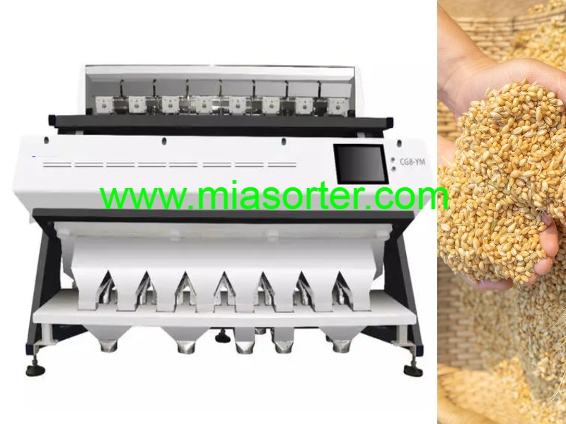 Hefei MIA Wheat Color Sorting Machine OEM Importer Exporter Manufacturer 2024-4