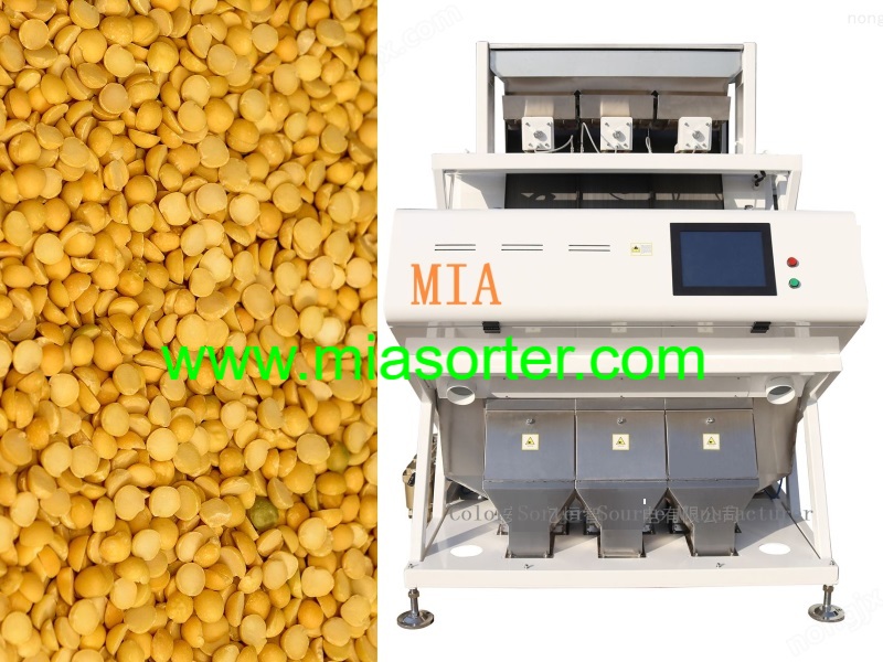 China Color Sorter Machine Exporter Manufacturer 2024